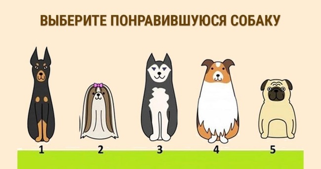 Короткий тест: Выберите одну приглянувшуюся собачку