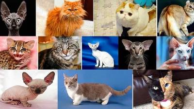 Выберите кота, а мы угадаем ваш знак зодиака