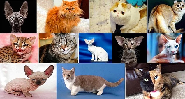 Короткий тест: Итак, кто из породы кошачьих нравится вам больше всех?