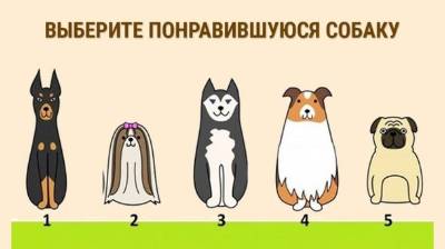 Выберите собаку и узнайте, что приготовила для вас судьба