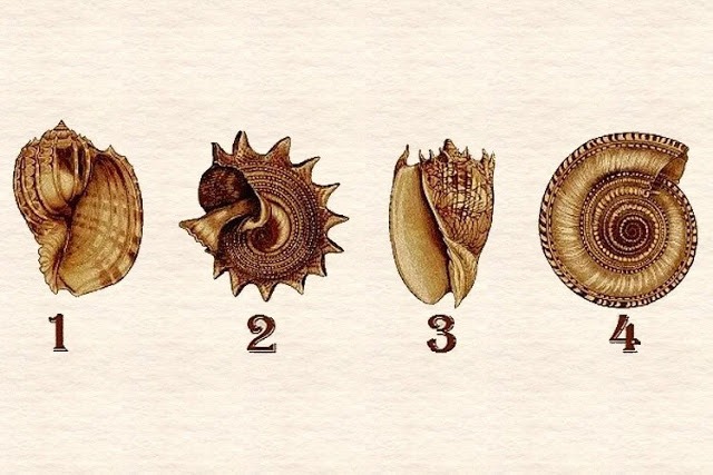 Короткий тест: Какую ракушку выбираете?